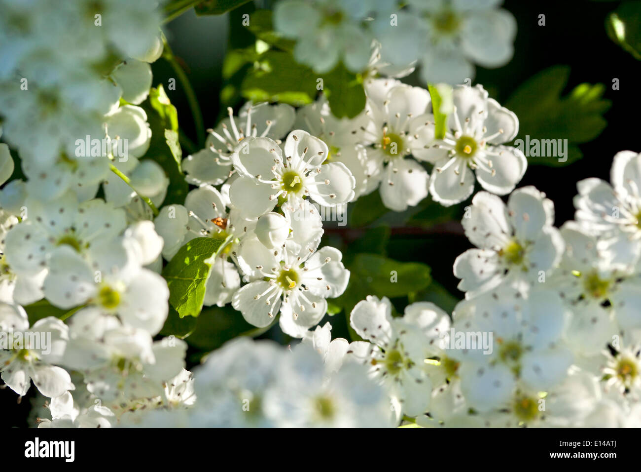 Hawthorn blossom Foto de stock