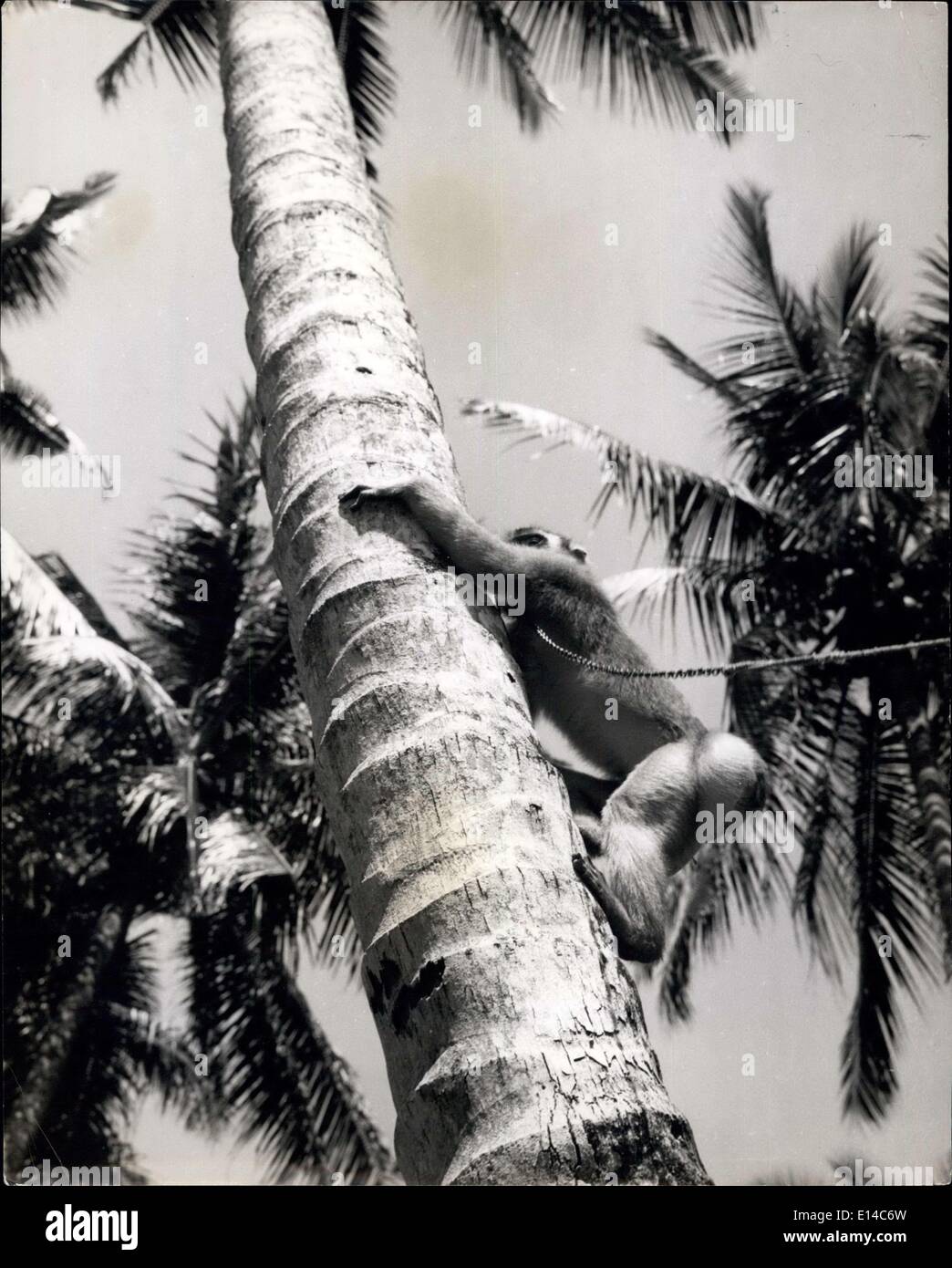 17 de abril de 2012 - hacia la cima, el tallo de la palma se esbelta y se asaña en la brisa, pero el mono se utiliza para treetop la vida, Y se aferra tenazmente con las manos y los pies mientras se acerca a la cima donde están las nueces.Madame Monkey trabaja para ella viviendo en Sumatra: Como coleccionista de coco gana el salario de una trabajadora humana: Sumatra es una isla llena de mono de todas las formas, colores y tamaños. Los nativos tienen una larga ventaja de ken y entrenar a las hembras de monos cautivos para hacer un día útil de trabajo para su subsistencia Foto de stock