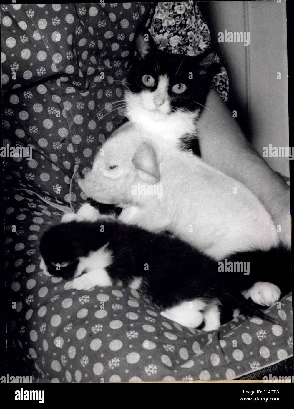 Abril 17, 2012 - Cat representan madre por jóvenes pic: unos pocos días de antigüedad pic fue dada a los cat ''Minka'' porque la cerda había muchas fotos. Minka representan la madre con todo el amor de gatos y no, como sería su hijo owne. Foto de stock