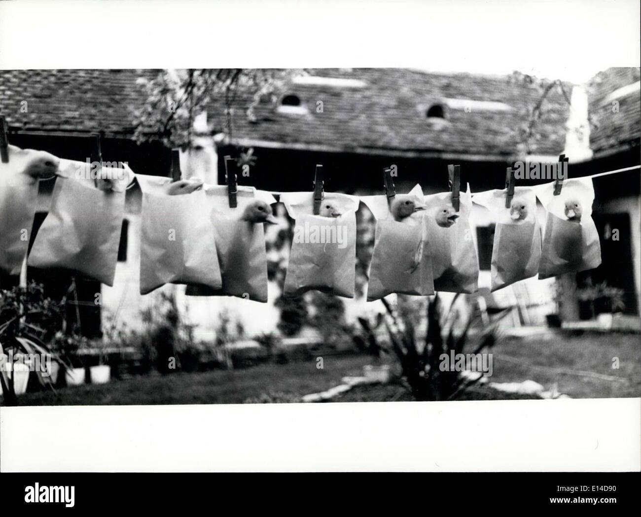Abril 17, 2012 - Alto: oscilante para obtener estos gansos jóvenes fuera del camino por un rato, el farmerswoman simplemente colgarlos en Foto de stock