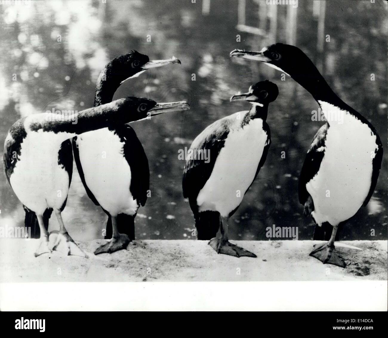Abril 17, 2012 - cuyo! Quienes dicen que parece como si estas aves Pingüino Cormoran están teniendo un diablo de fila - este ganador del premio imagen mostrada en un concurso organizado por el Zoo de Stuttgart, Alemania Occidental. Foto de stock