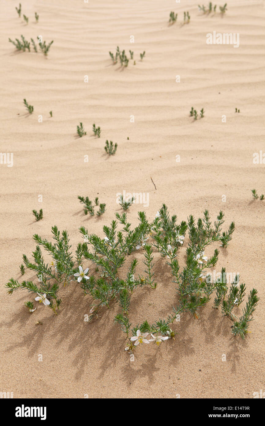 Peganum Harmala (Ruda siria) en las dunas de arena de Khongoryn Els, Gobi Gurvansaikhan, Parque Nacional del desierto de Gobi, al sur de Gobi Foto de stock