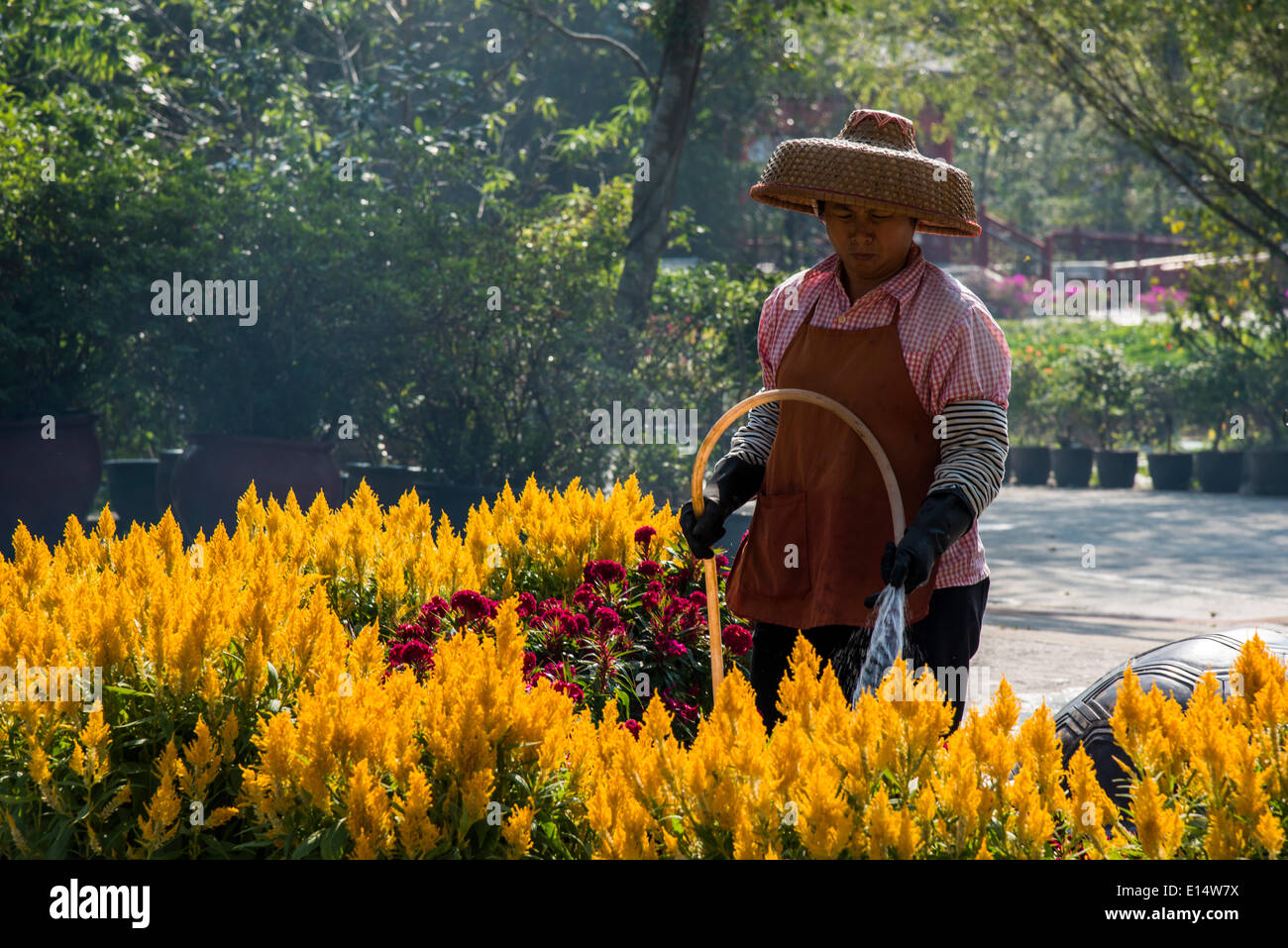 Mujer vistiendo un sombrero de paja, regar las flores, el Monasterio Po Lin, la isla de Lantau, Hong Kong, China Foto de stock