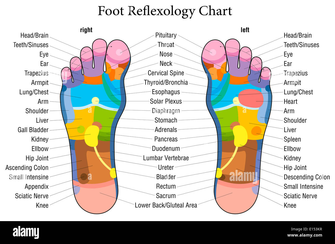 Reflexología podal gráfico con una descripción precisa de los  correspondientes órganos internos y partes del cuerpo Fotografía de stock -  Alamy