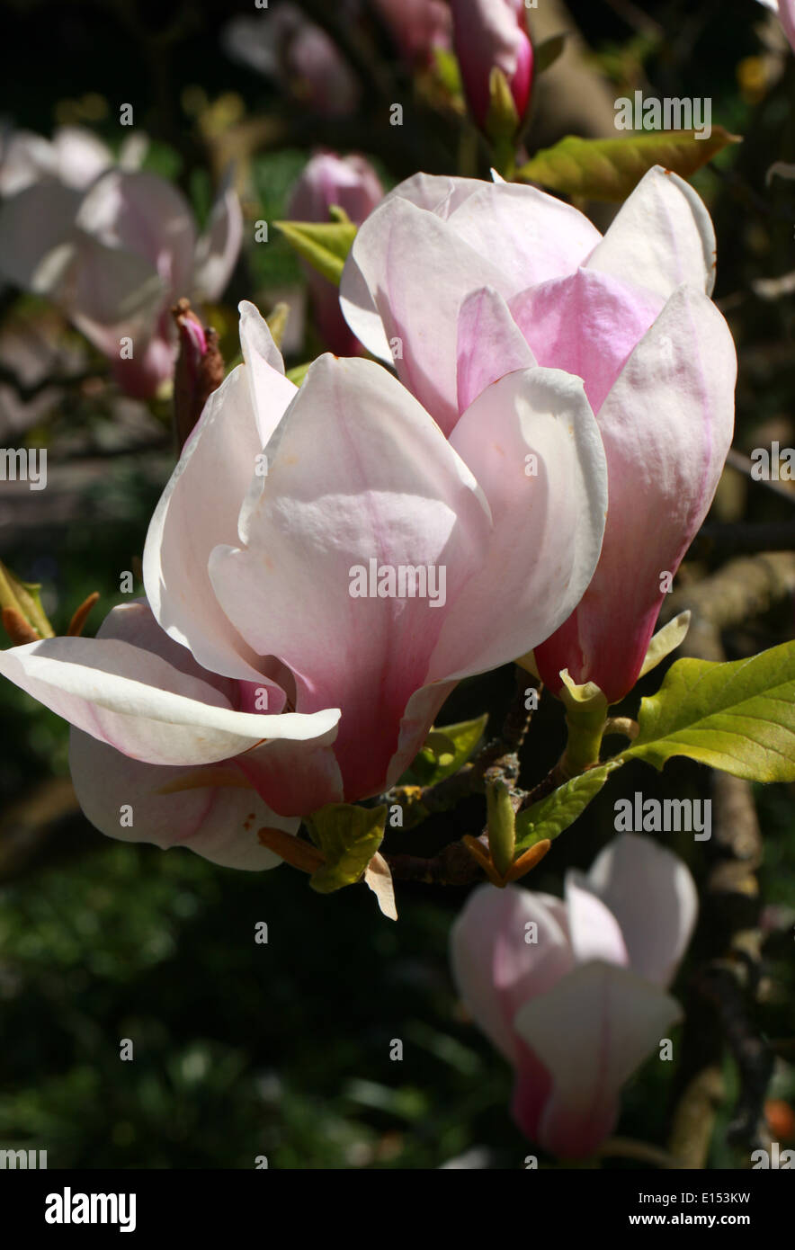Platillo Magnolia, Magnolia x soulangeana 'Rustica Rubra', Magnoliaceae. Foto de stock