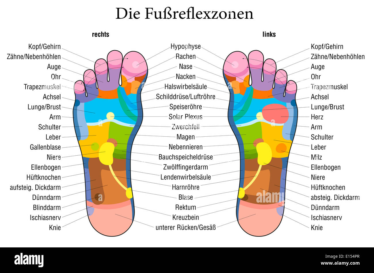 Reflexología podal gráfico con descripción precisa (rótulos en alemán!) de  los correspondientes órganos internos y partes del cuerpo Fotografía de  stock - Alamy