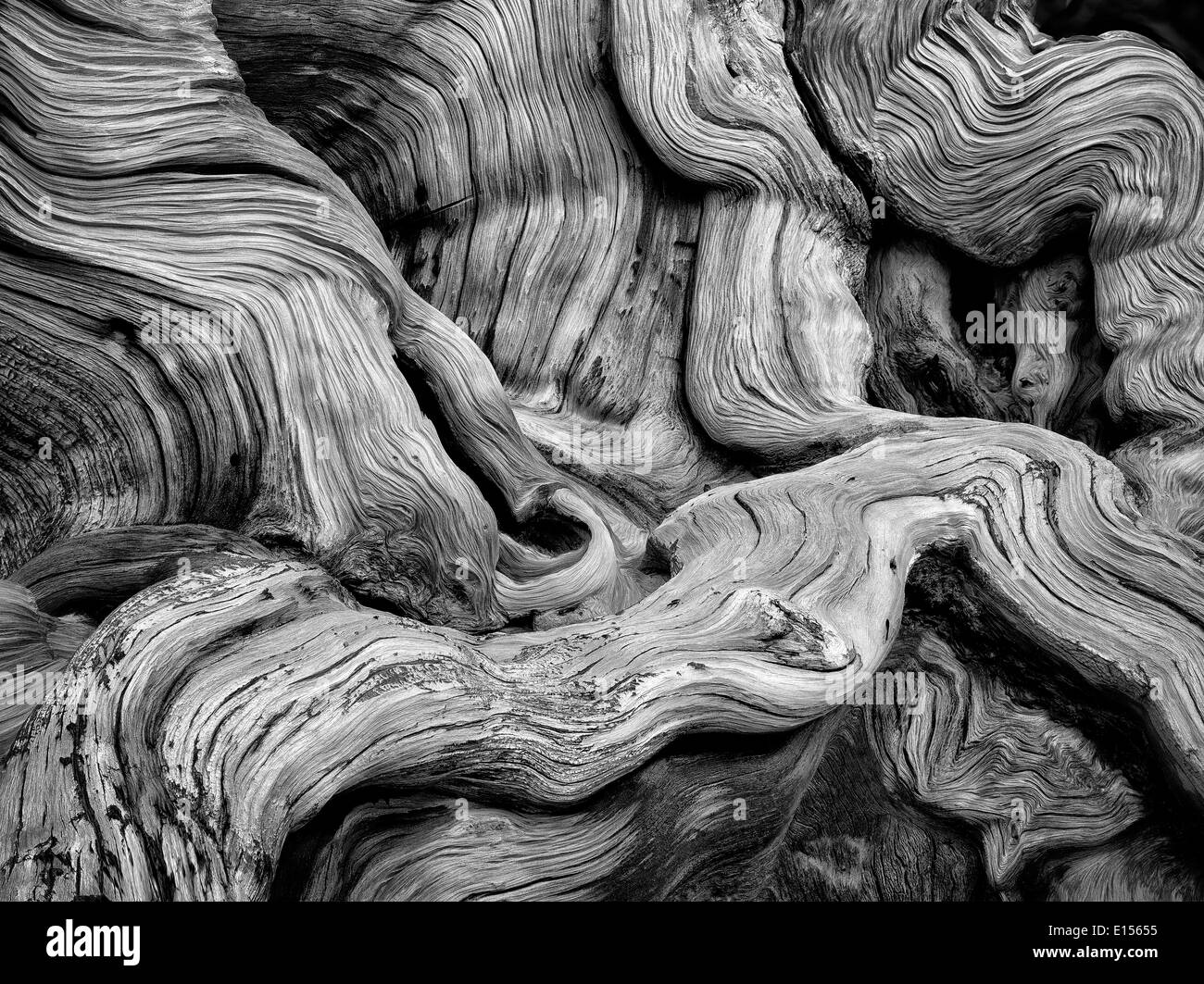 Las nudosas raíces descubiertas de pino bristlecone. Antiguo bosque de pinos bristlecone, Inyo County, California Foto de stock