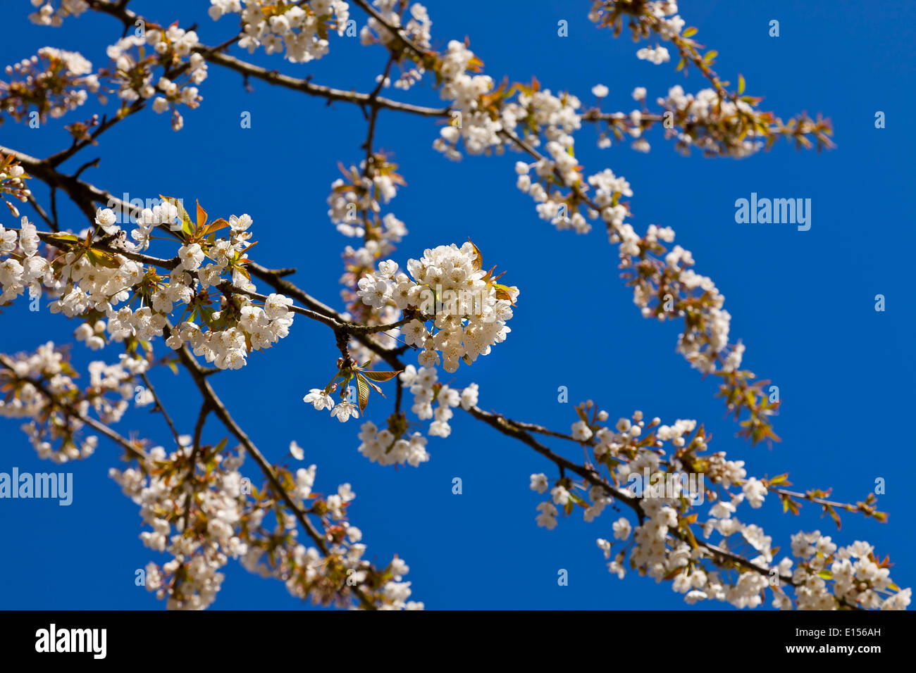 White Cherry Blossom, sol brillante, cielo azul profundo Foto de stock