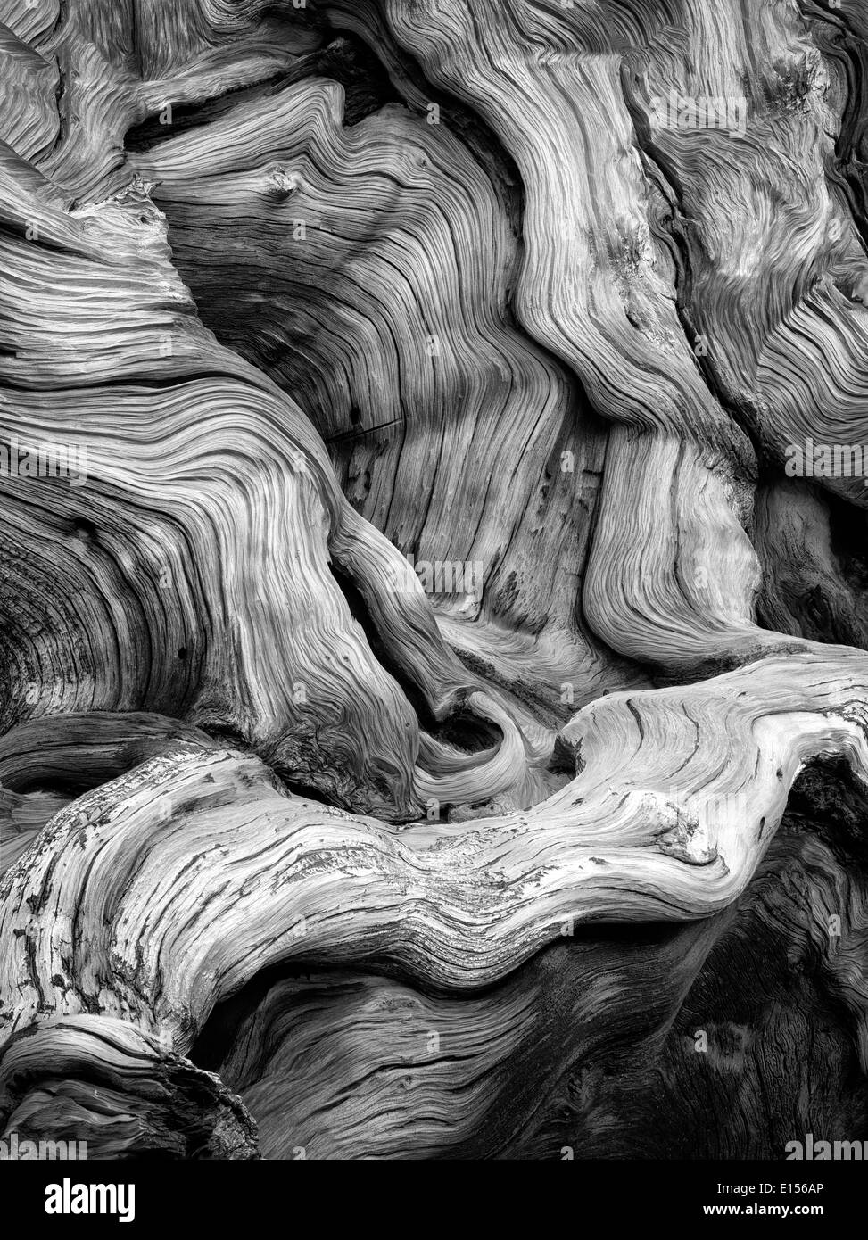 Las nudosas raíces descubiertas de pino bristlecone. Antiguo bosque de pinos bristlecone, Inyo County, California Foto de stock