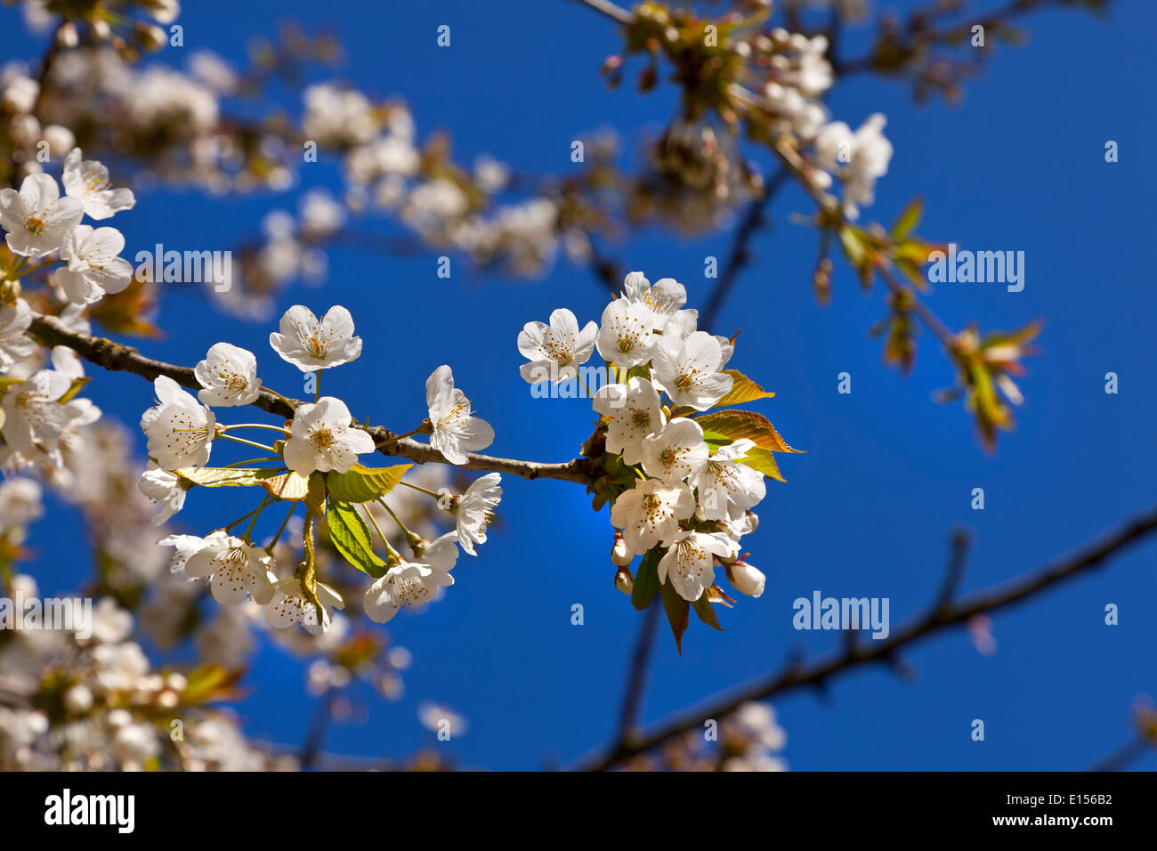 White Cherry Blossom, sol brillante, cielo azul profundo Foto de stock