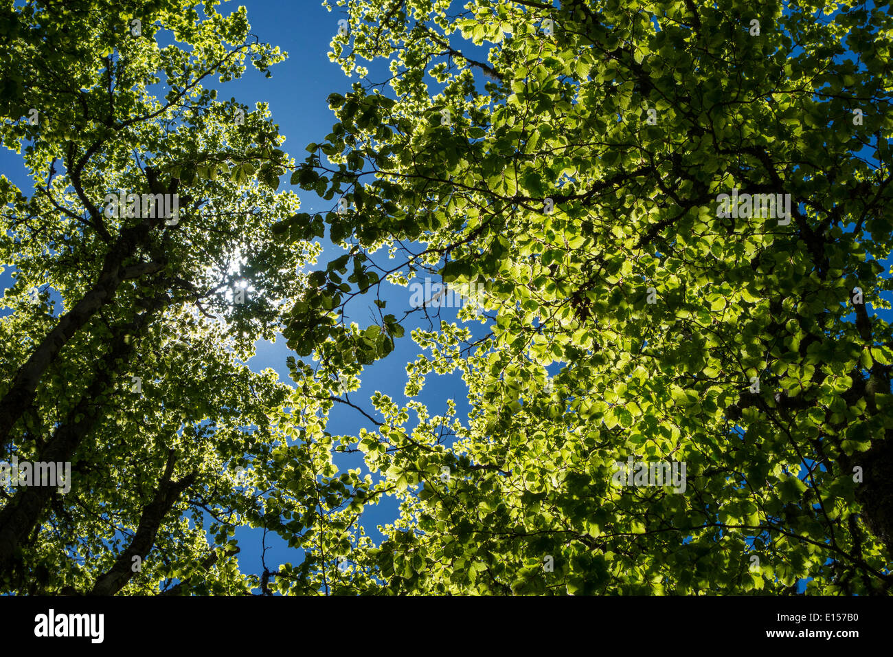 Tall árboles verdes contra el cielo azul, la primavera, primavera Foto de stock