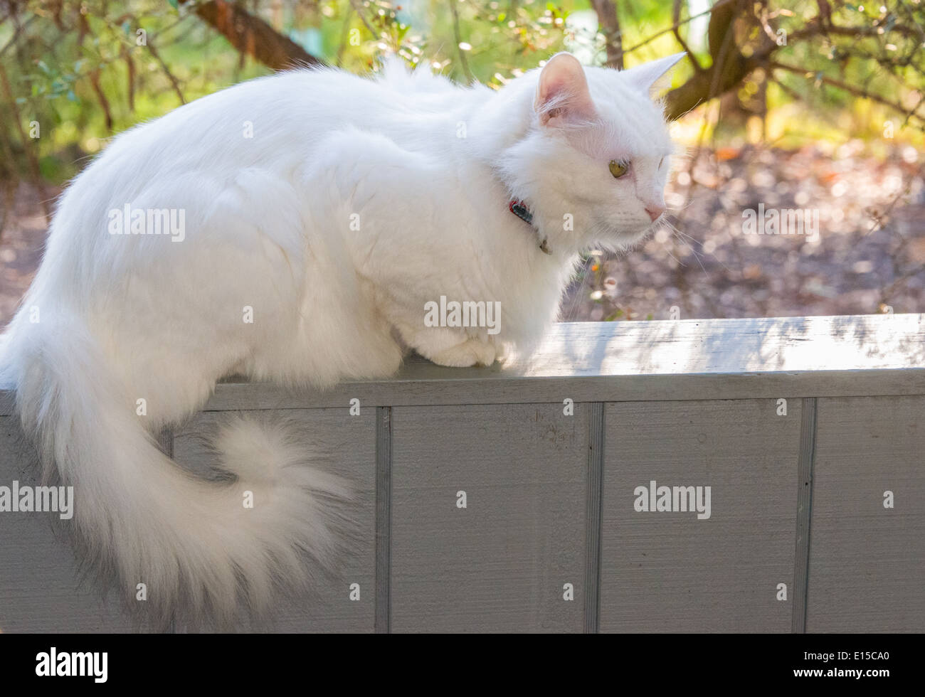 Gato Blanco limpieza vertical closeup maullido bostezo. Pedigree raza Angora turca Foto de stock