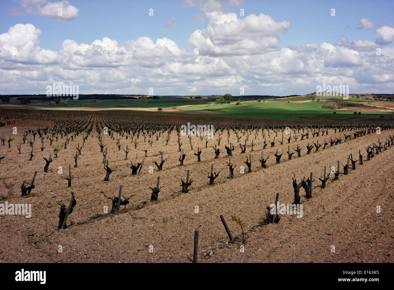 Ribera del Duero España Europa vino Viña país paisaje rural paisaje cielo primavera primavera Burgos Castilla y León vineyar Foto de stock