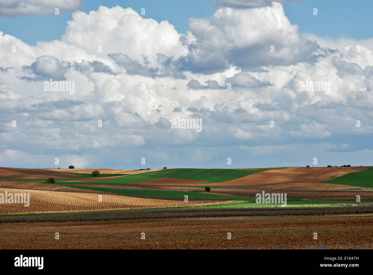 Ribera del Duero España Europa vino Viña país paisaje rural paisaje cielo primavera primavera Burgos Castilla y León vineyar Foto de stock