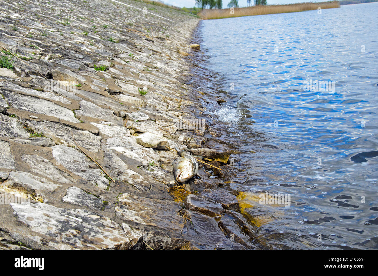 Imagen de peces muertos Foto de stock