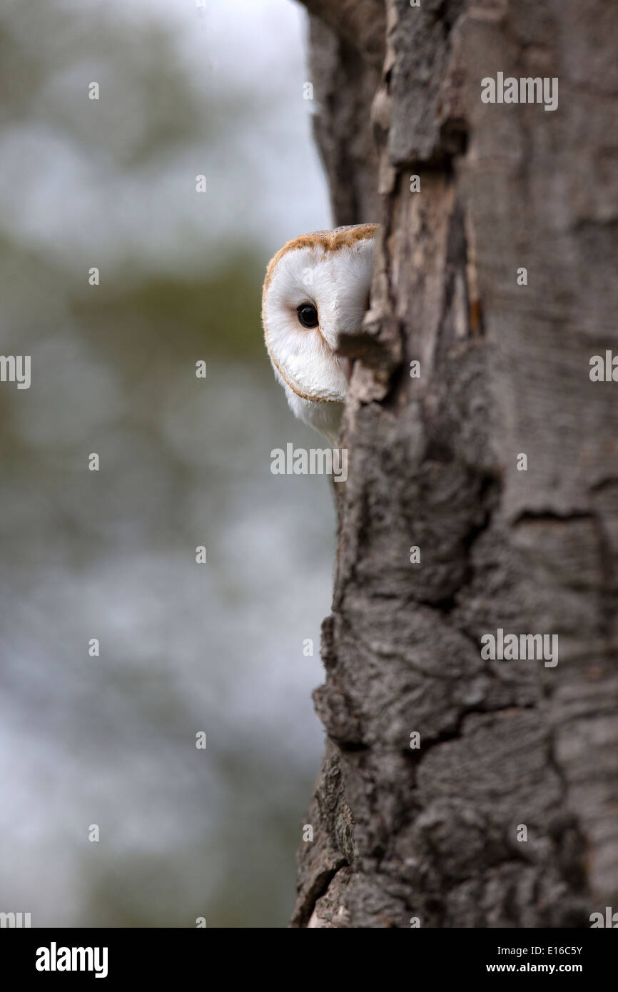 Lechuza, Tyto alba en un árbol Foto de stock