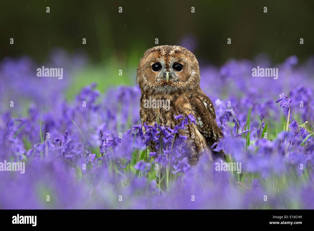 Strix aluco cárabo, sentado en Campanillas Foto de stock