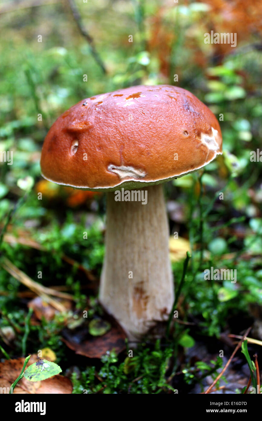 Hermosas y poco cep crecen en el musgo de bosque Foto de stock