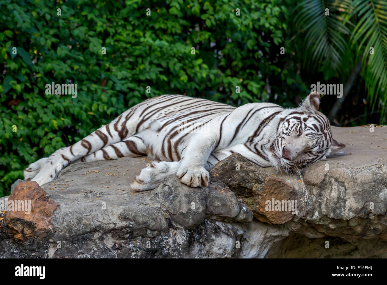 Tigre blanco en la selva fotografías e imágenes de alta resolución Alamy