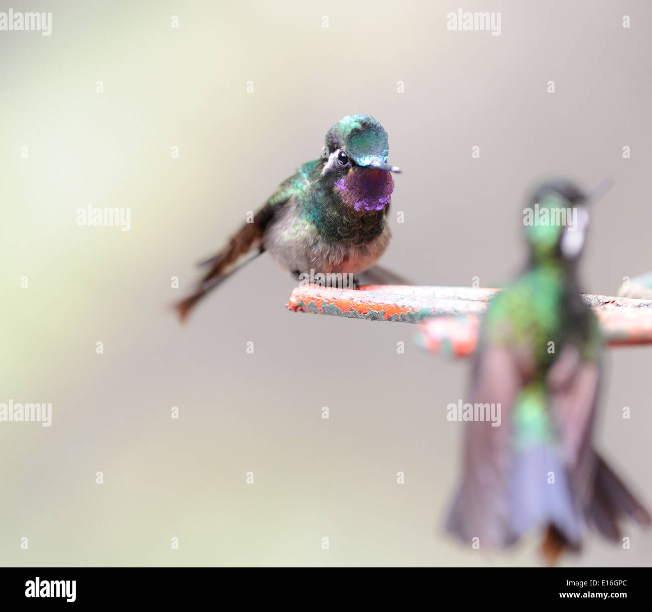 Un macho de Purple Mountain Throated Hummingbird (Lampornis calolaemus Gem) parpadea su garganta púrpura iridiscentes plumas Foto de stock