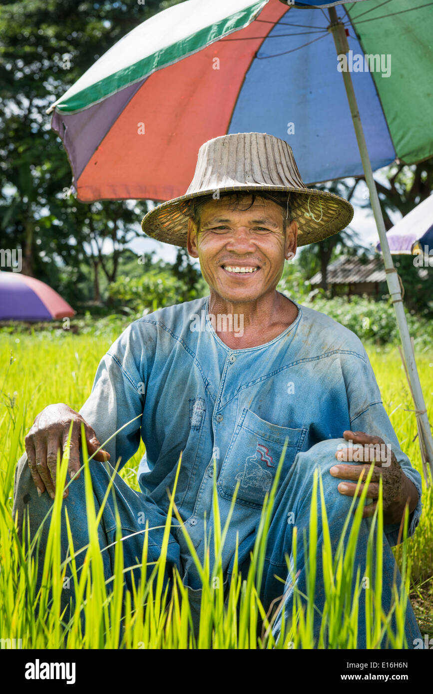 Norte Thal agricultura el arroz en Ngao, Lampang, Tailandia Foto de stock