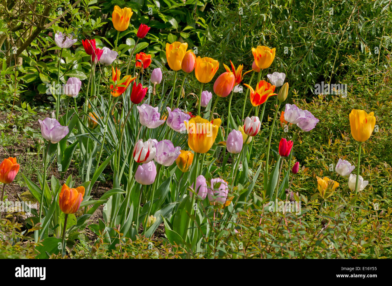 Tulipanes mixtos Foto de stock