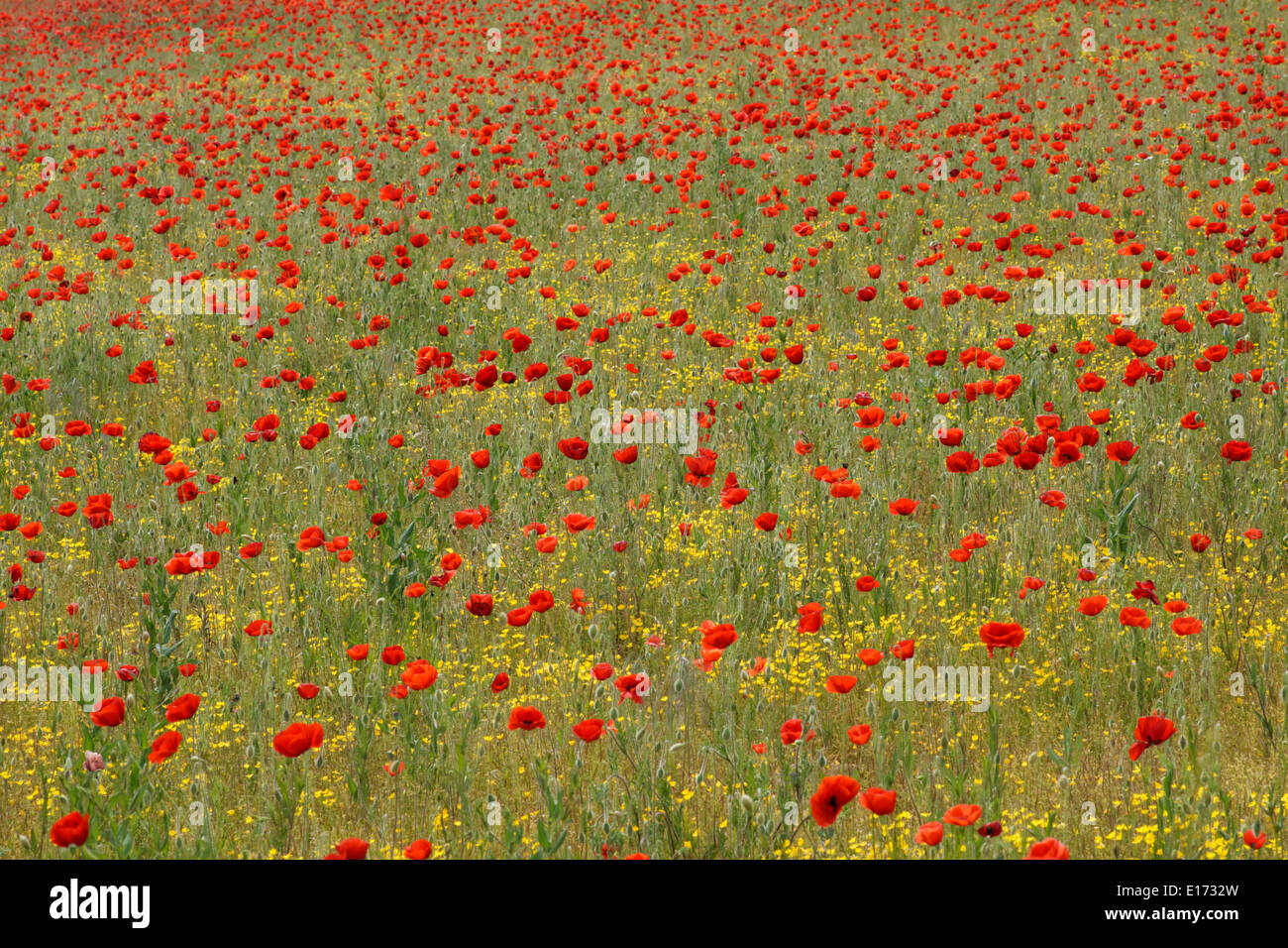 Las amapolas y flores silvestres, Zamora, España Foto de stock