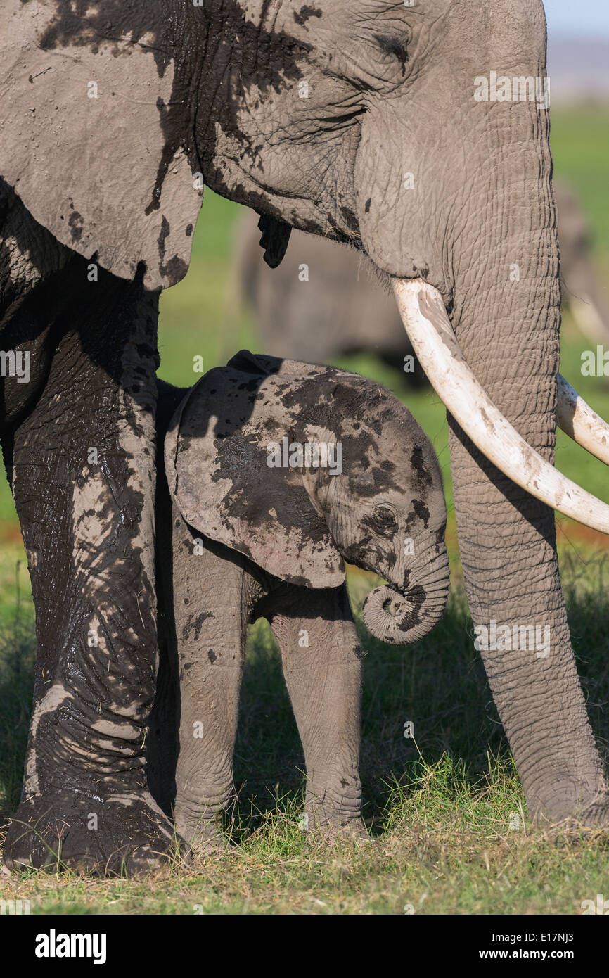 Elefante africano (Loxodonta africana) ternera joven cubierto de barro con la madre. Parque Nacional de Amboseli.Kenya Foto de stock