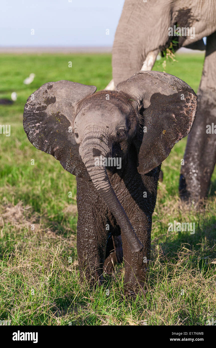 Elefante africano (Loxodonta africana) ternera joven cubierto de barro con la madre. Parque Nacional de Amboseli.Kenya Foto de stock