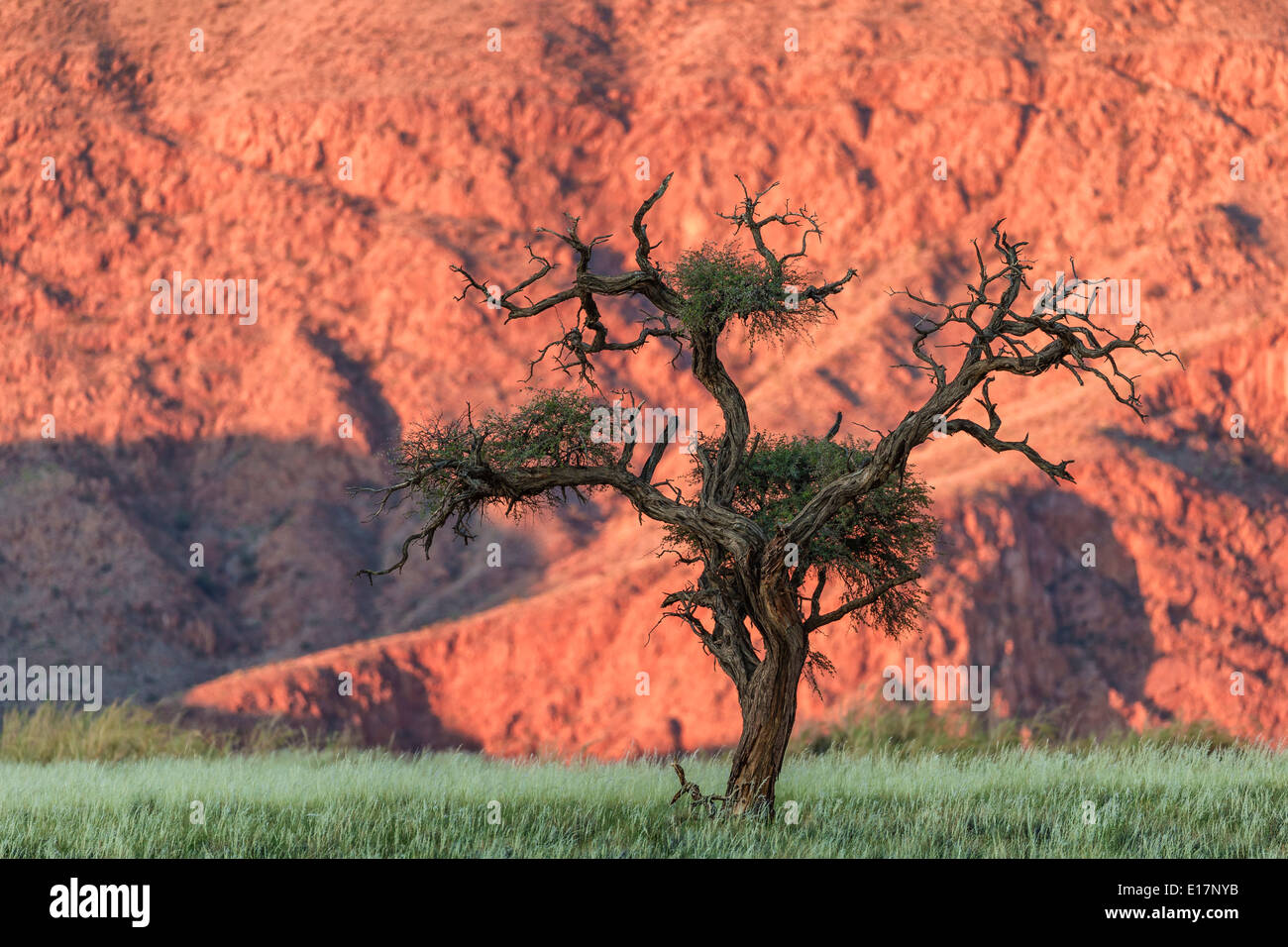 Acacia. Reserva Natural de NamibRand.Namibia Foto de stock
