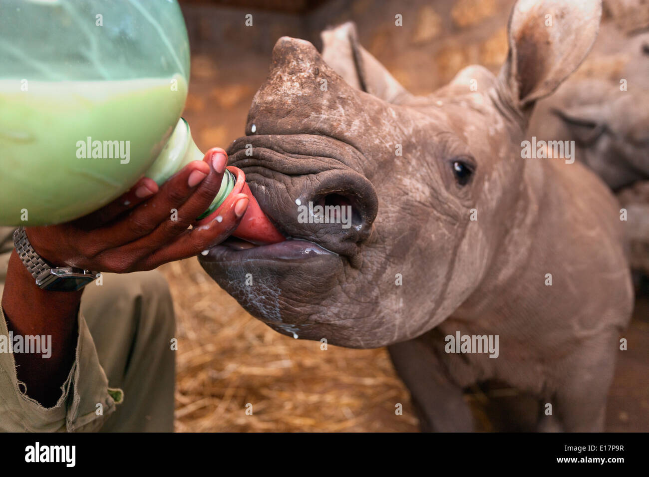 Bebé huérfano rinoceronte blanco (Ceratotherium simum) siendo alimentado a Lewa Wildlife Conservancy.Kenya Foto de stock