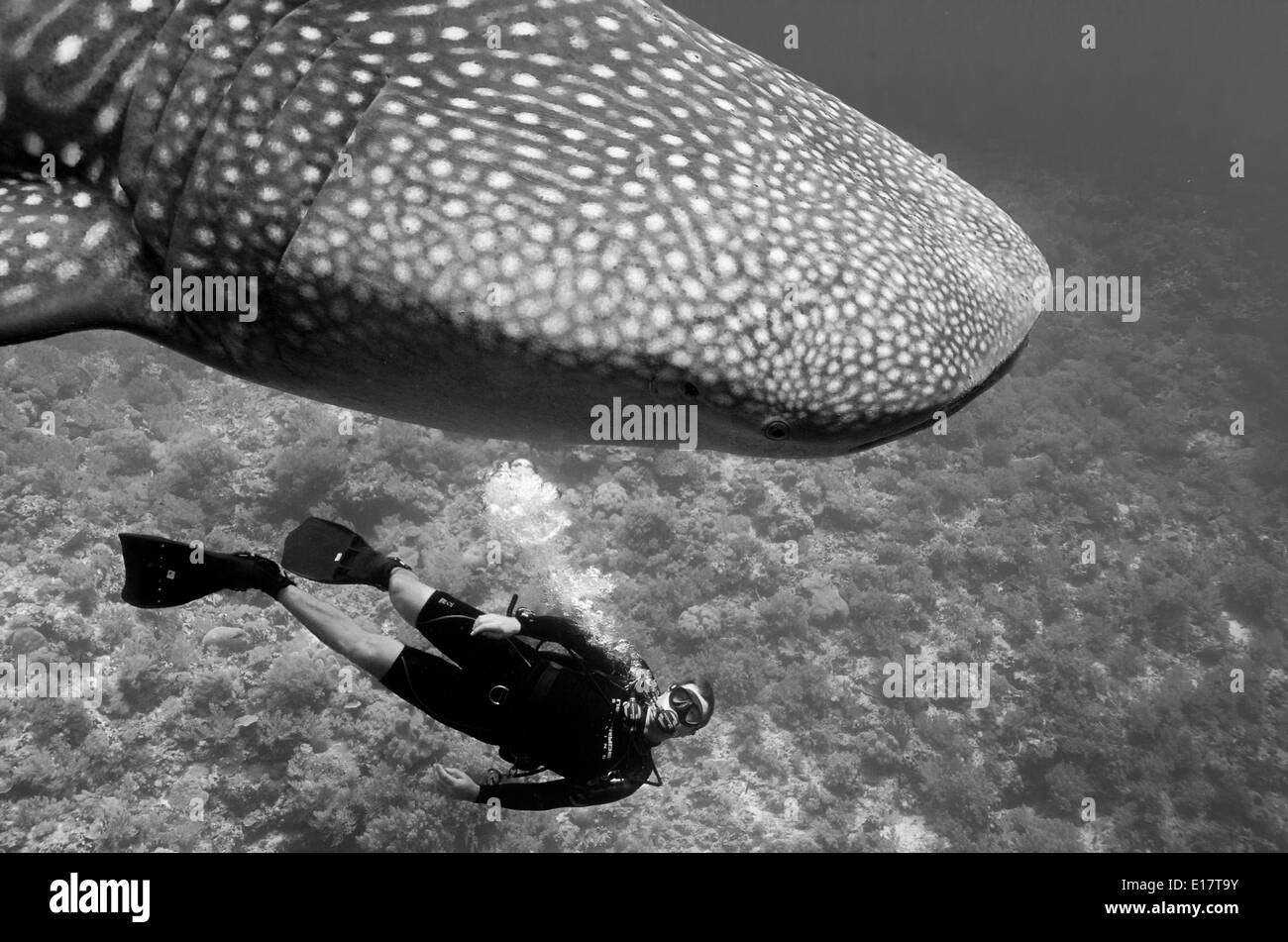 Tiburón ballena y buzo Foto de stock