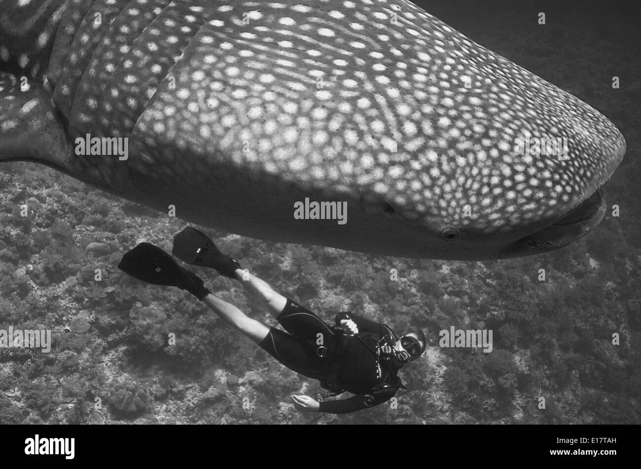 Tiburón ballena & Diver Foto de stock