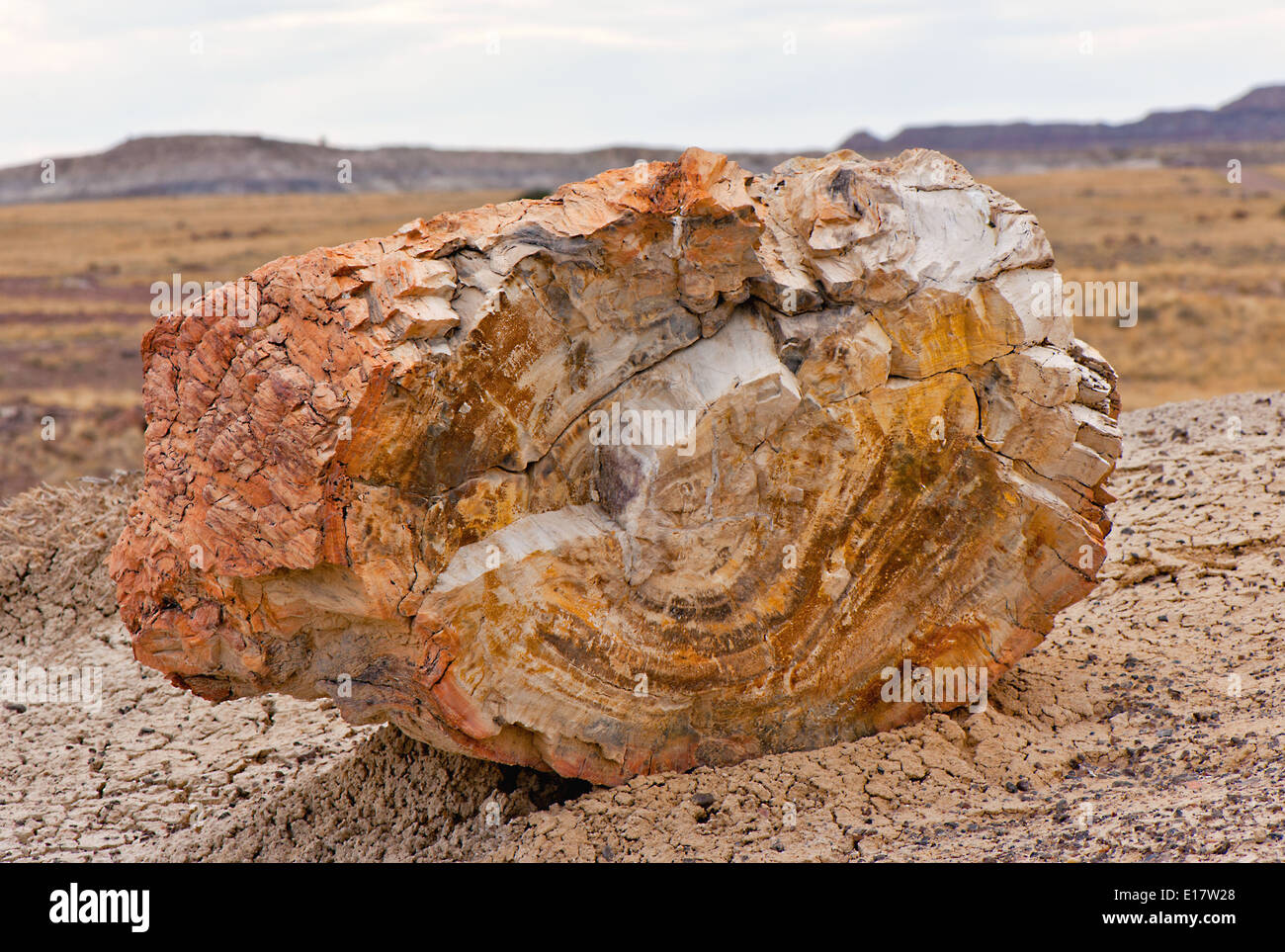 Bosque Petrificado Triásico Tardío tectonic un registro petrificados en