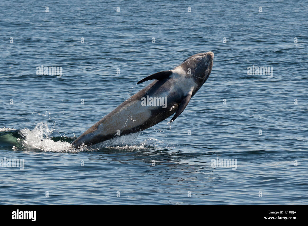 El calderón gris (Grampus griseus) infracción. Monterey, California, en el Océano Pacífico. Foto de stock