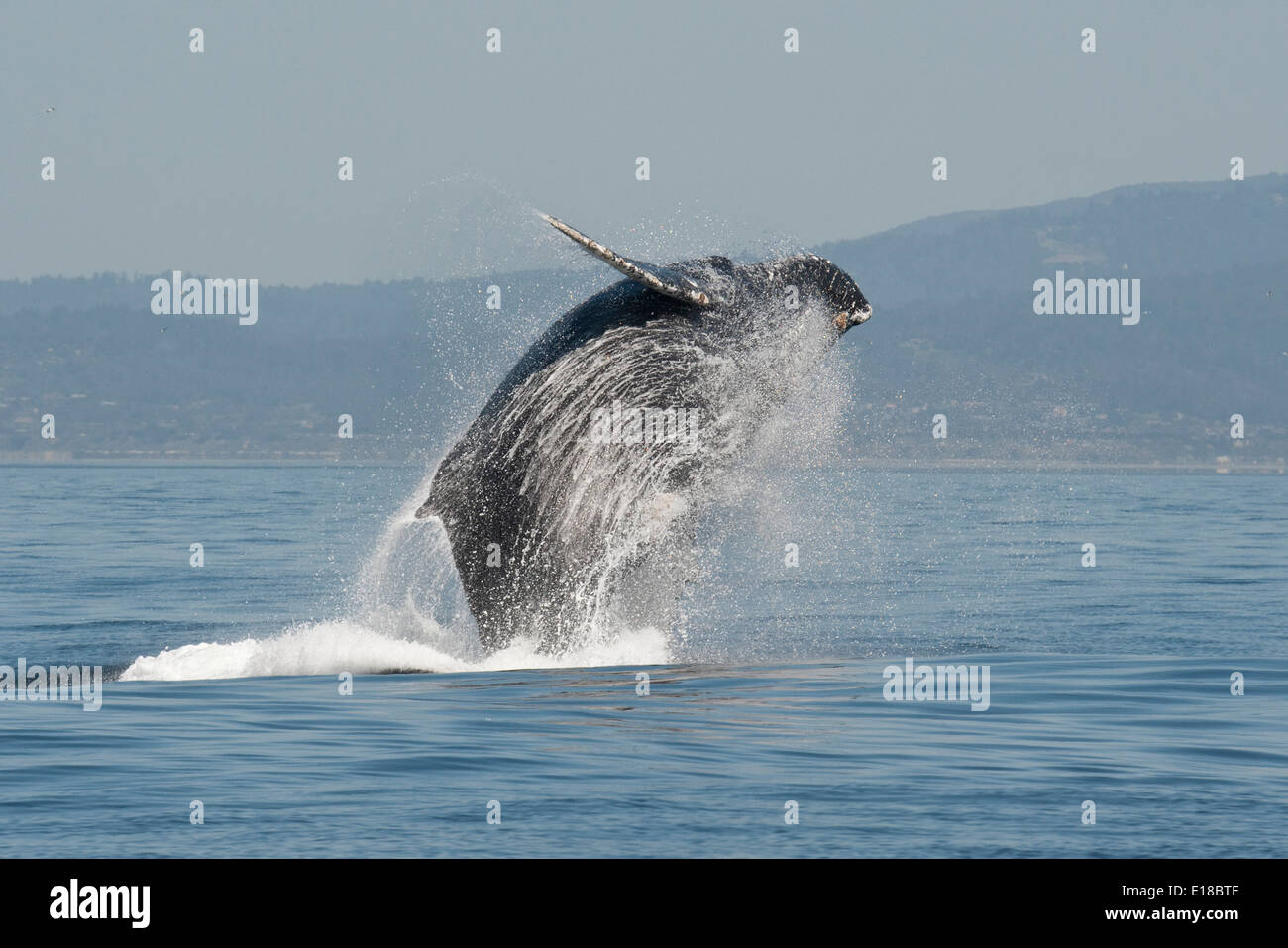 La ballena jorobada (Megaptera novaeangliae) adulto violar alto en el aire. Monterey, California, en el Océano Pacífico. Foto de stock