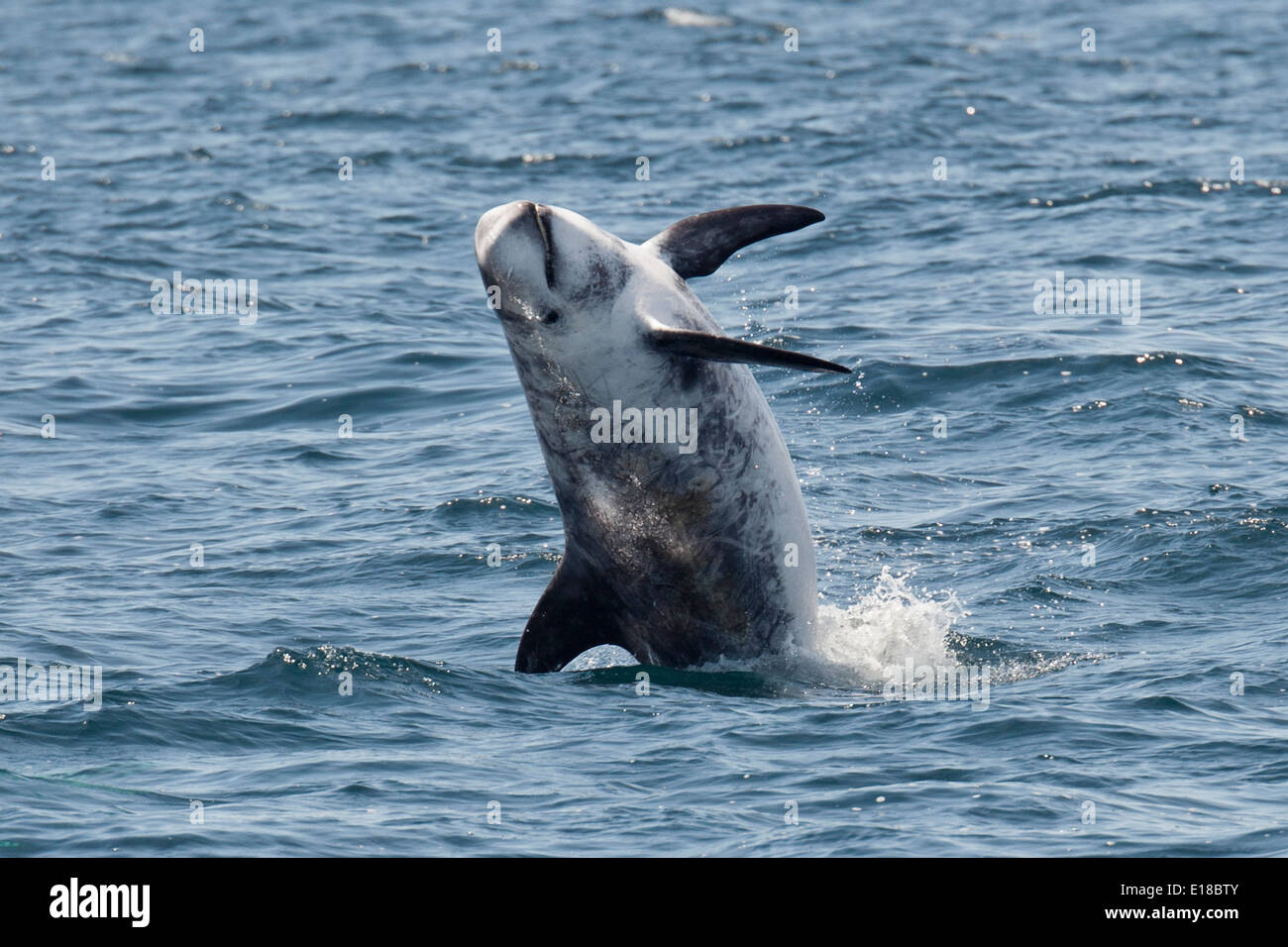 El calderón gris (Grampus griseus) infracción. Monterey, California, en el Océano Pacífico. Foto de stock