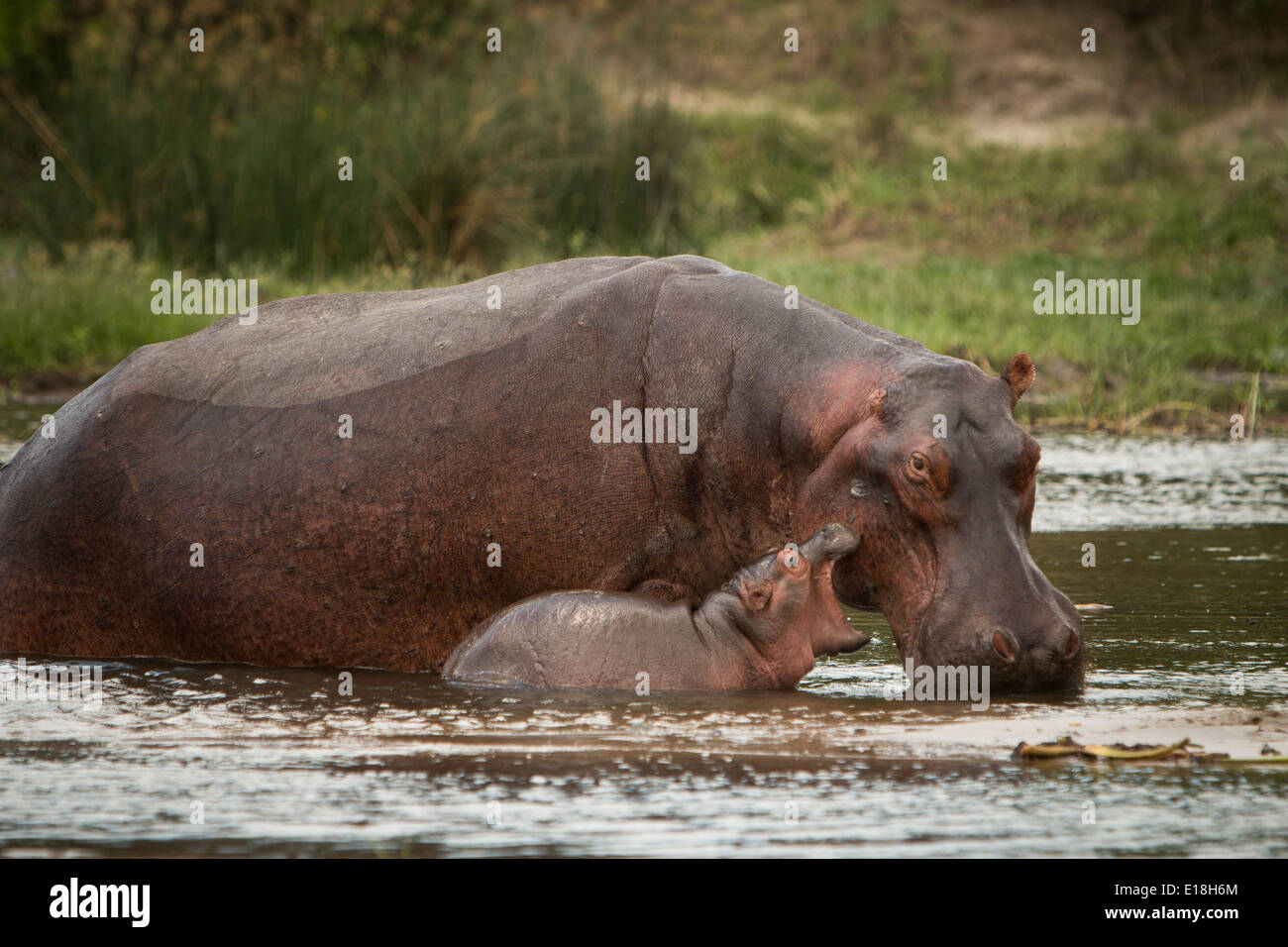 Hipopótamos en el Parque Nacional de Murchison Falls, Uganda, África Oriental. Foto de stock