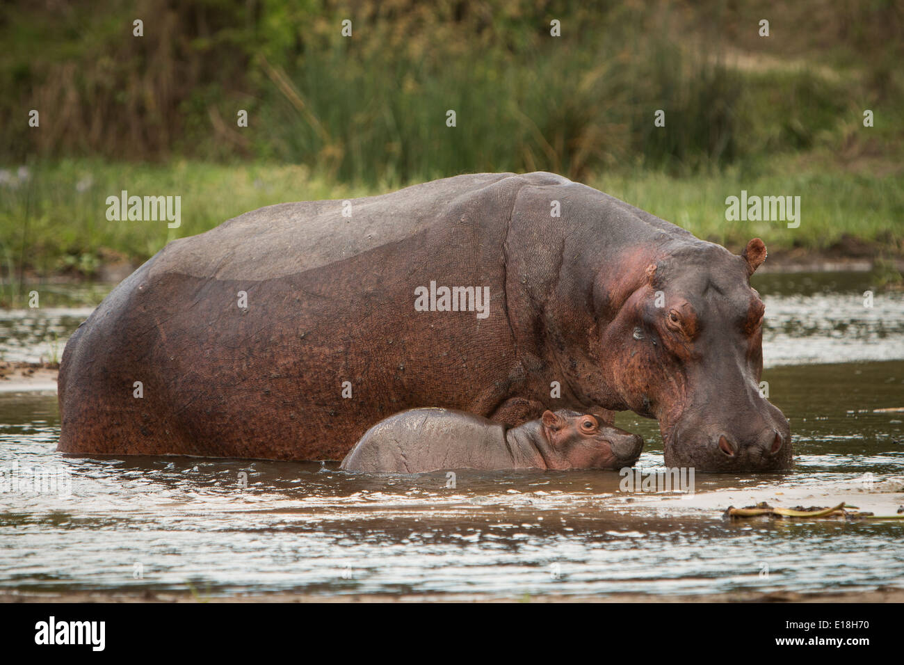 Hipopótamos en el Parque Nacional de Murchison Falls, Uganda, África Oriental. Foto de stock