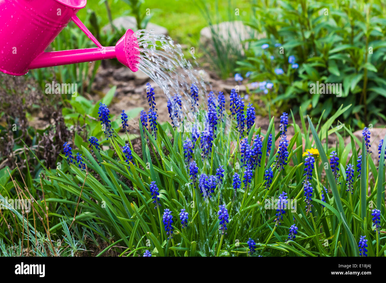Trabaja en el jardín de primavera: regar las plantas regadera Foto de stock