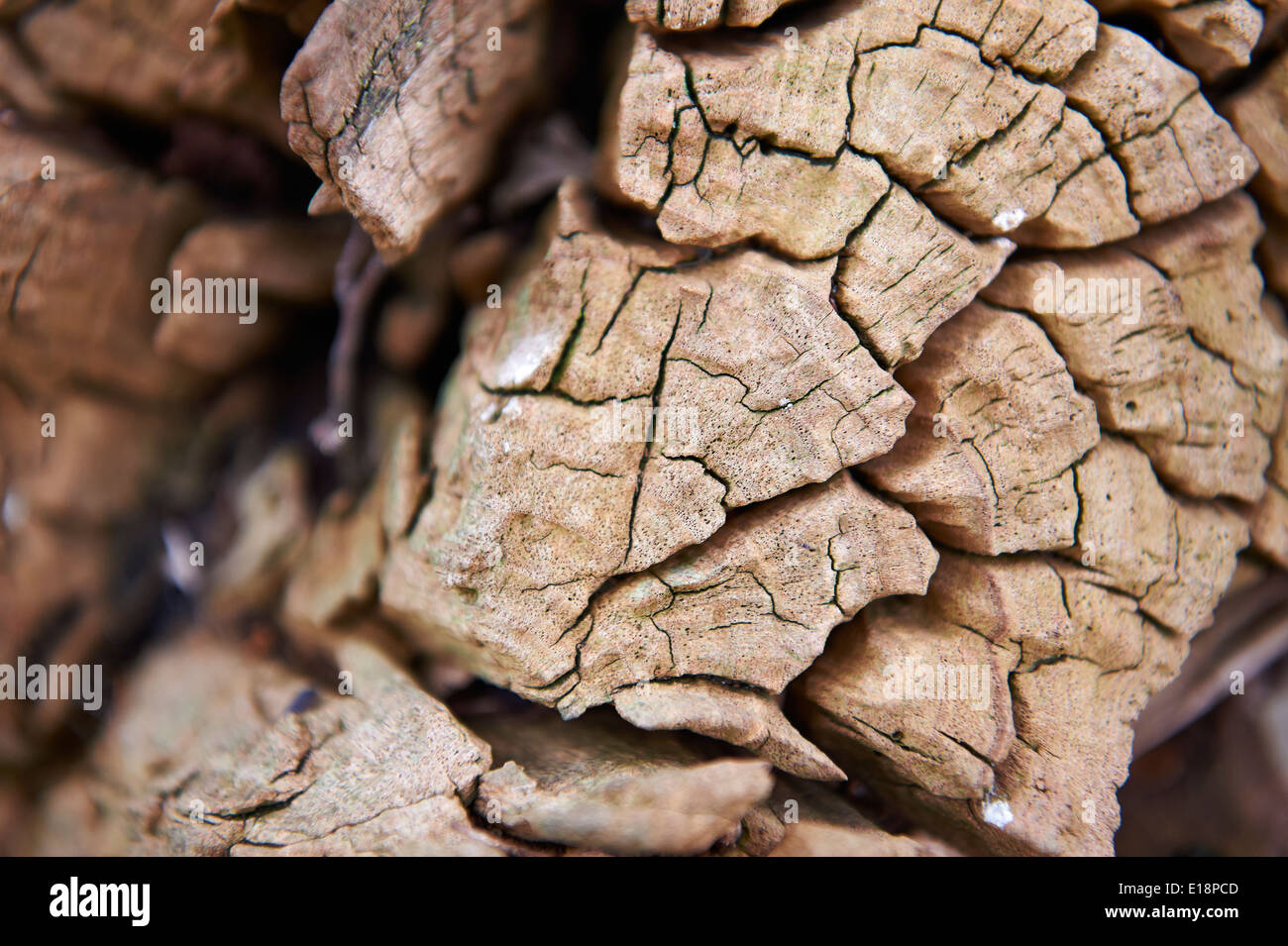Tronco de árbol de en bosques silvestres en inglés
