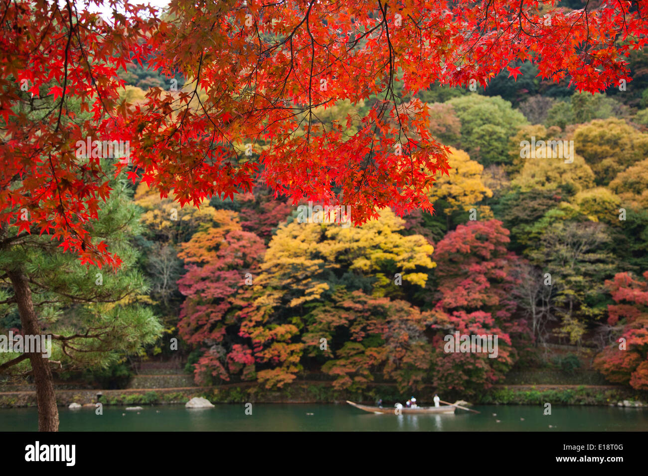 Otoño en Kyoto, Japón. El jardín de árboles son rojo, naranja y amarillo Foto de stock