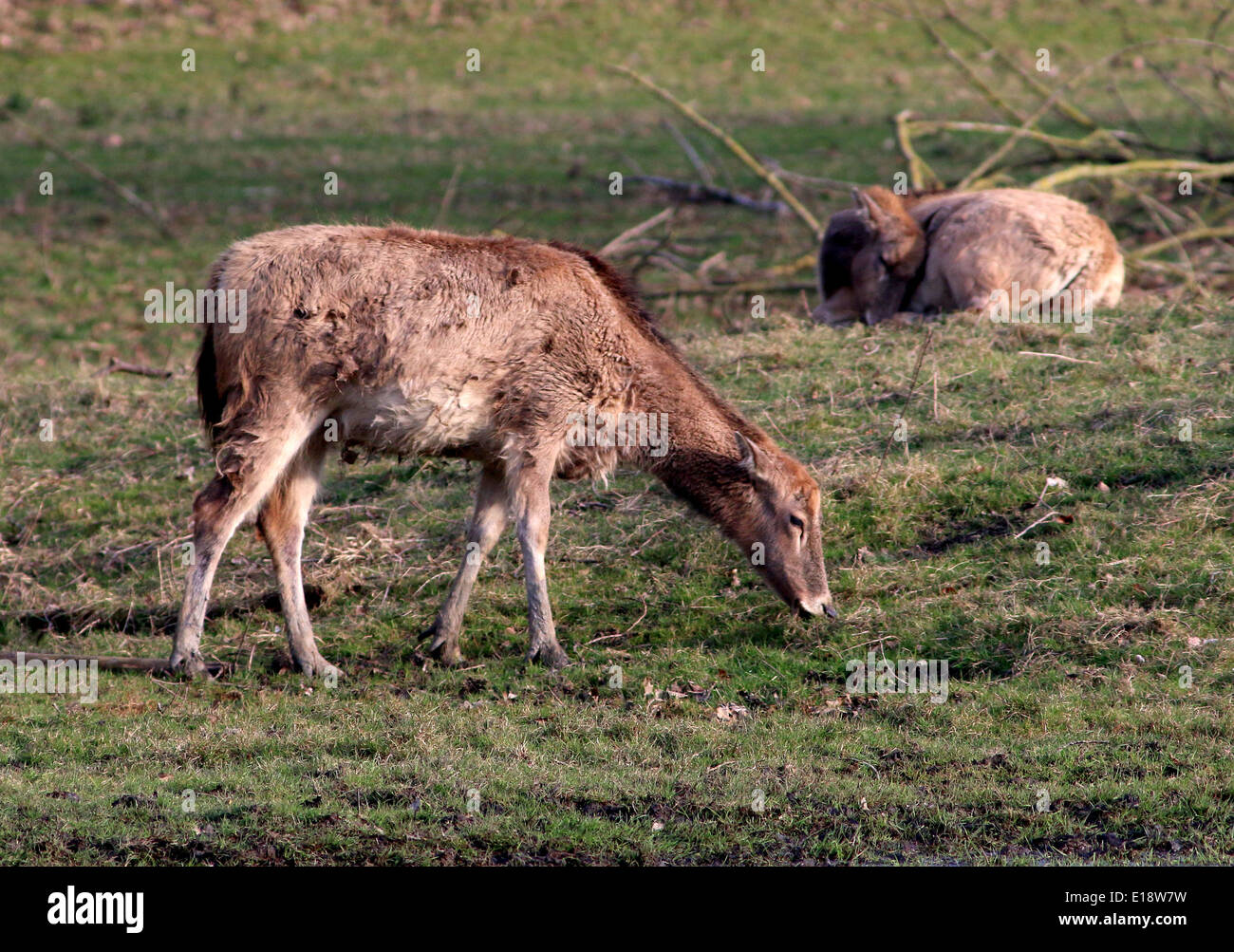 Grupo de Père David deer (Elaphurus davidianus) , alias milu o elaphure Foto de stock