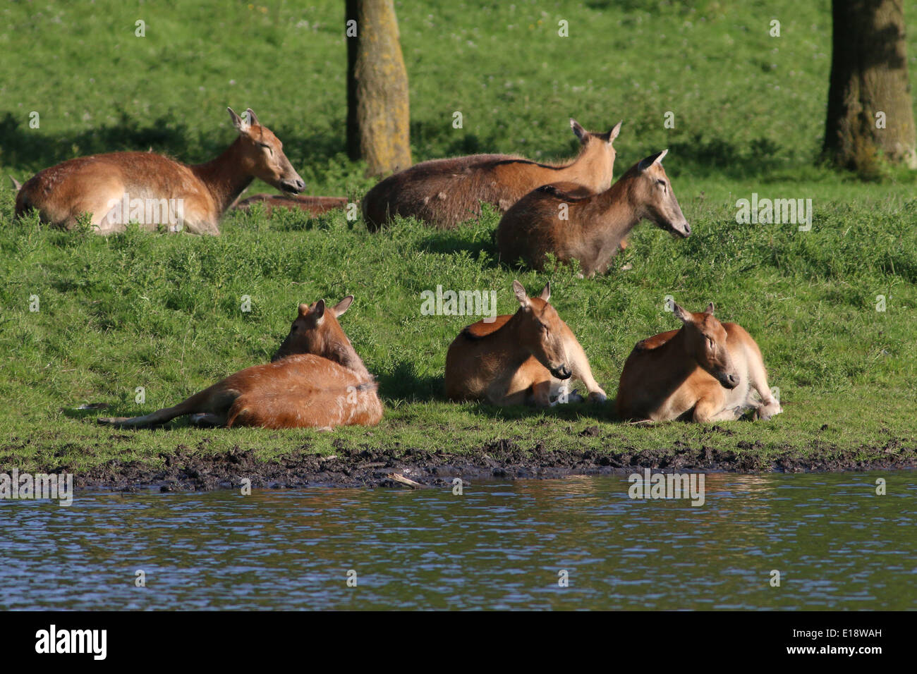 Grupo de Père David deer (Elaphurus davidianus) hace , alias milu o elaphure Foto de stock