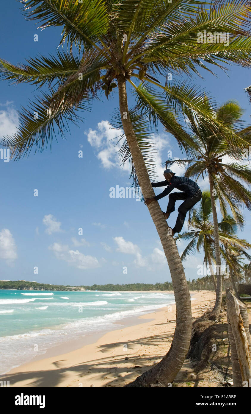 Un niño nativo sube un Coconuttree en playa del Macao, República Dominicana Foto de stock