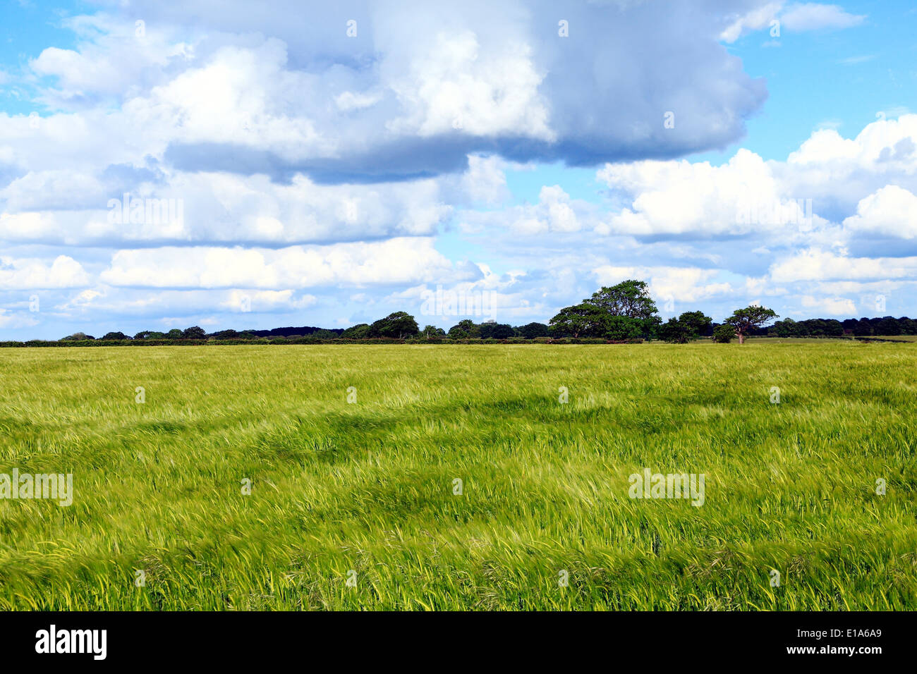 Campo agrícola de cebada, en primavera, las nubes cúmulos blue sky Norfolk Inglaterra Foto de stock