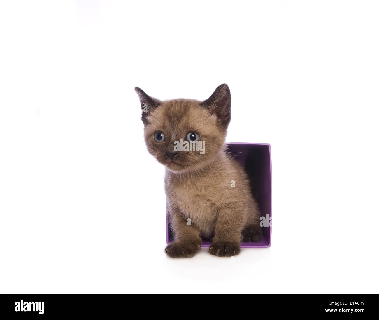 Lindo gatito Munchkin con cabeza grande saliendo del cuadro aislado sobre fondo blanco. Foto de stock