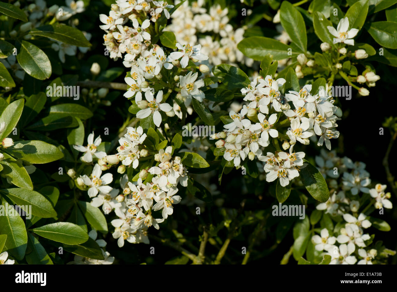 Mexicana o simulacros de naranja, Choisya ternata, arbusto con flores blancas muy perfumadas flores Foto de stock