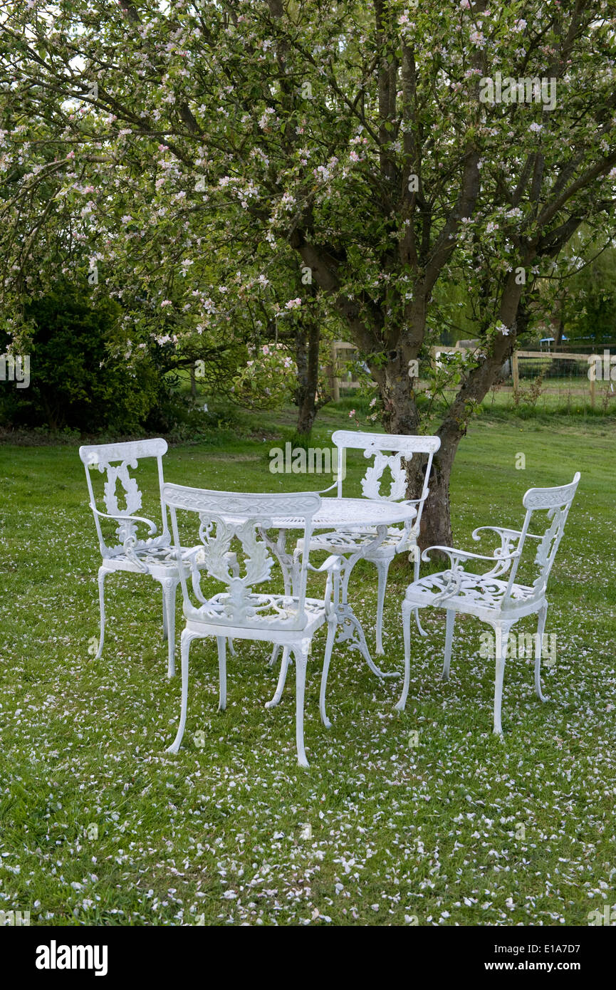 Apple Blossom caídos pétalos en la hierba alrededor de una mesa y una silla de jardín Foto de stock