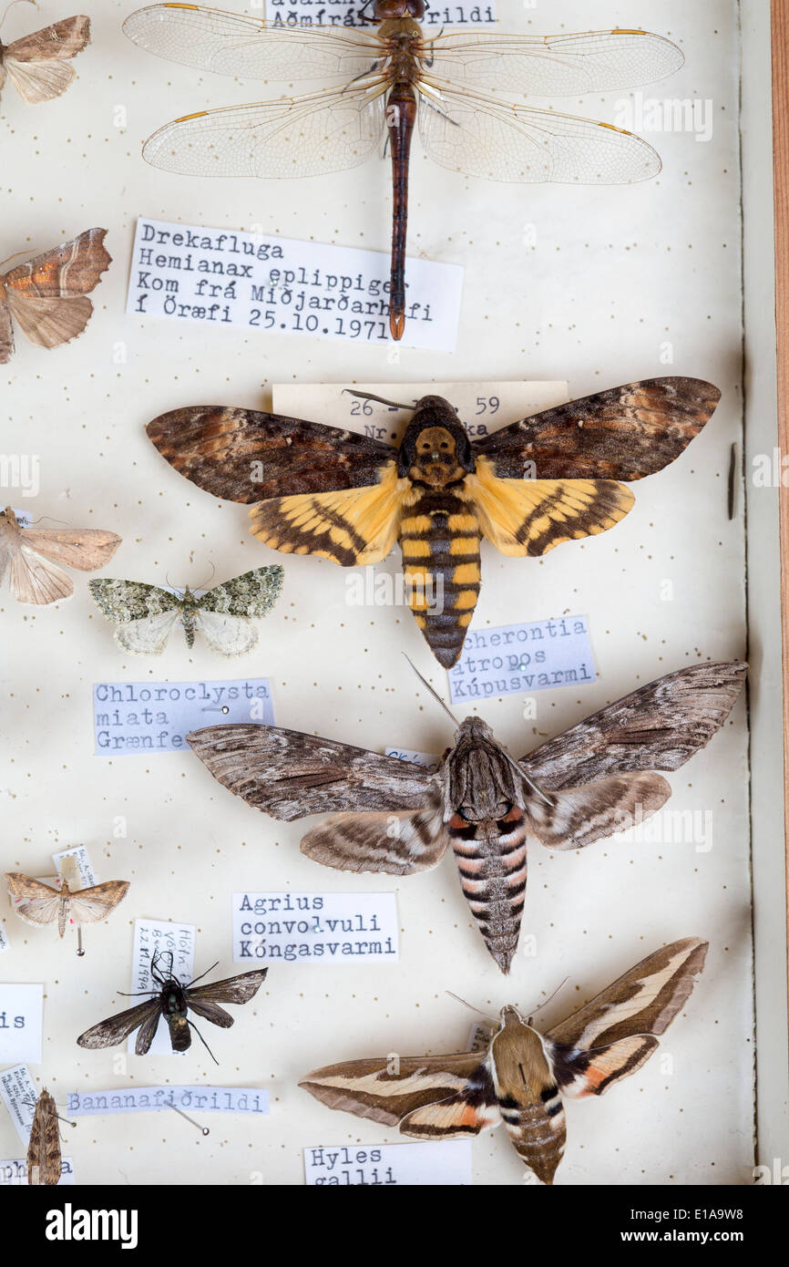 Collecting insects fotografías e imágenes de alta resolución Alamy